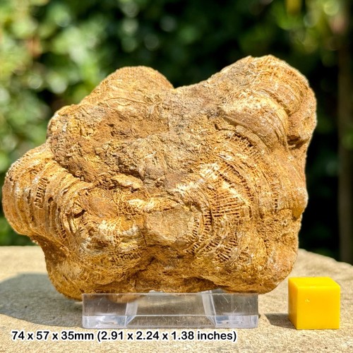 Genuine british jurassic coral - jurassic,