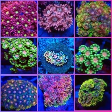 SHA Goniopora, Rainbow