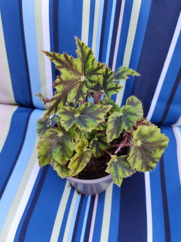 Begonia heracleifolia young