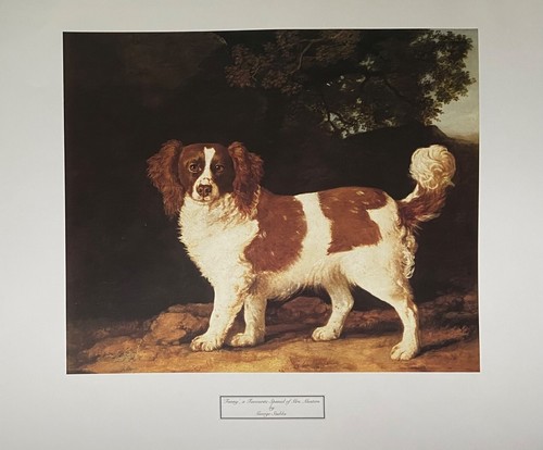 Fanny favourite spaniel - a,