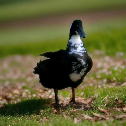 Hatching duck eggs - hatching,