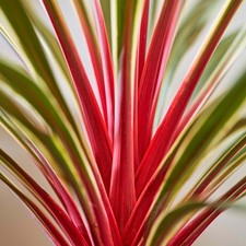 Cordyline magic star cabbage - star,