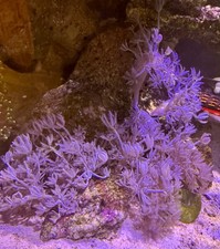 🟣🫀 Pulsing Xenia Soft