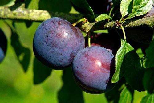 Victoria plum tree - 1, x