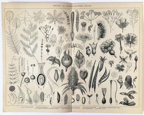 Botany leaves flowers - botany,