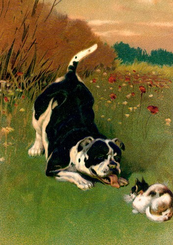 Staffordshire bull terrier dog - staffordshire,