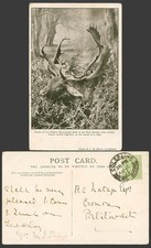 Heads of 2 Fallow Deer Found