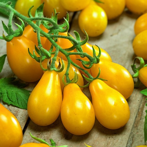 Tomato yellow pearshaped - tomato,