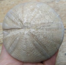 Echinoid Fossil (Clypeus ploti), Cotswolds, UK - Jurassic