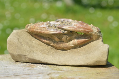 Lovely large rare - lovely,