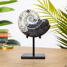 Goniatite Ammonite on Stand (Goniatitida sp)
