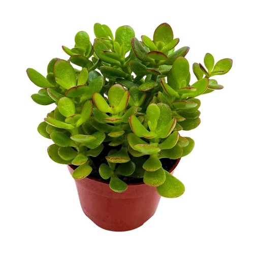 Jade plant inch - 4, crassula