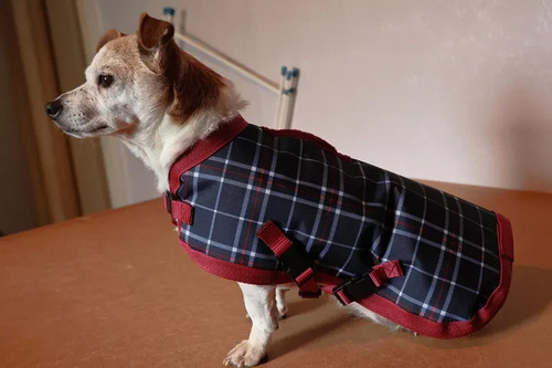 Waterproof dog coat - dog, coat,