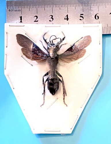 Megalara garuda wasp - garuda.,