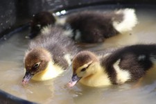 12 Hatching duck Eggs Mixed