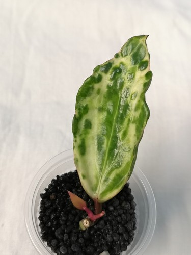 Hoya crocodile - hoya,