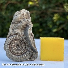 Promicroceras Golden Pyrite Ammonite Fossil Jurassic Coast Lyme Regis Dorset UK