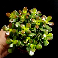 Jade Money Plant Crassula