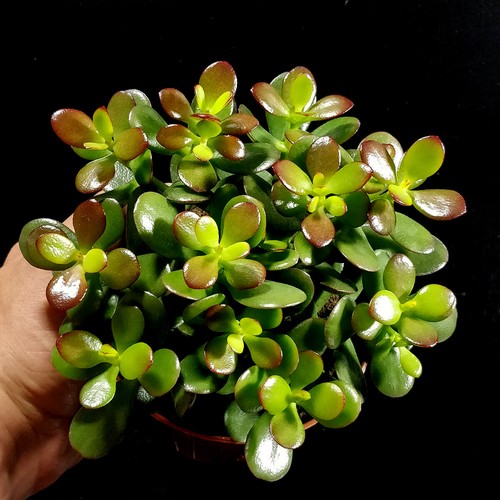 Jade money plant crassula - money,