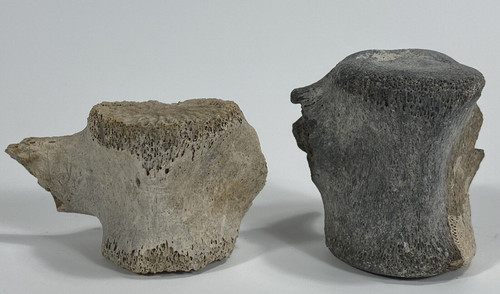 Miocene nomini cliffs - nomini,