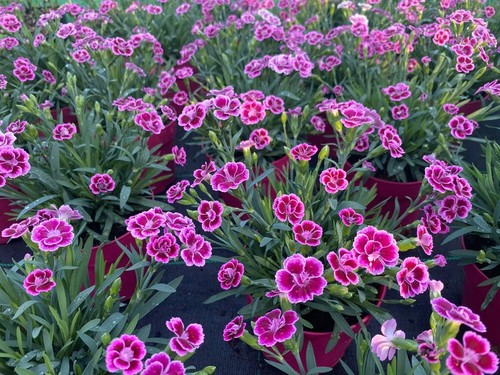 Dianthus pink kisses - kisses, pot