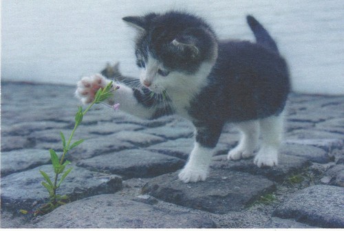 Black white kitten colour - kitten,