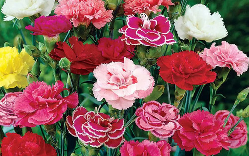 Carnation dwarf vienna - 6,