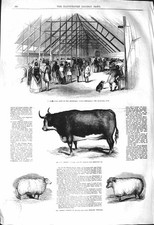 Original Old Antique Print