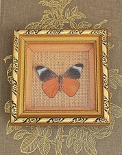 Vintage Framed Butterfly moth