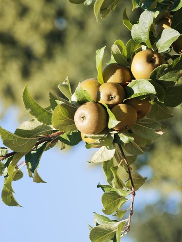 Egremont russet dessert apple - russet,