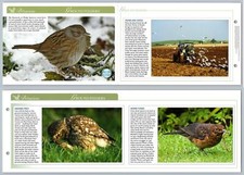 Ground Feeders - Behaviour - Birds Of Britain Atlas Editions Fold Out Card