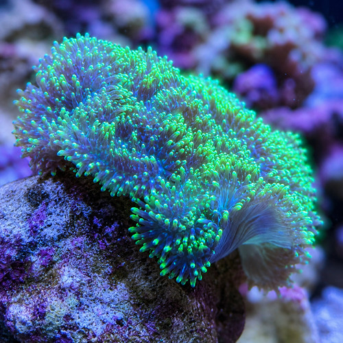 Neon green hairy single - green,
