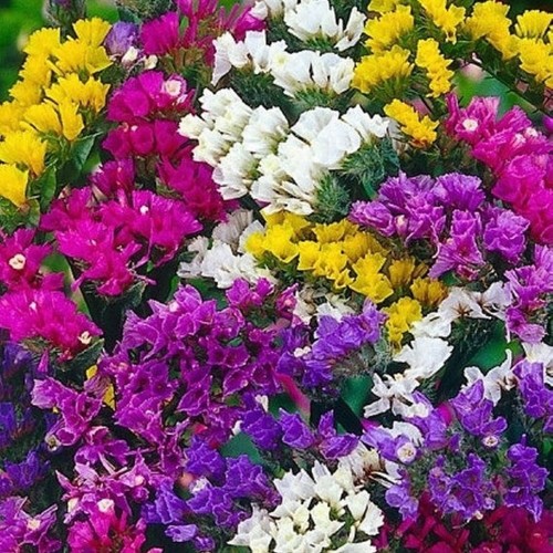 Statice pacific mix - mix,, plug