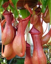 Nepenthes Pitcher X Ventrata Live Carnivorous Plant