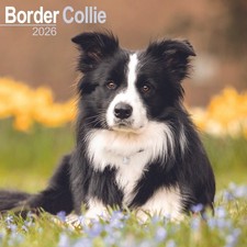 Border Collie Wall Calendar 2026