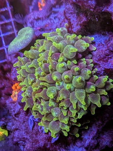 Wysiwyg unique acid - unique,