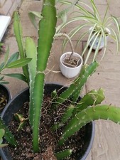 1 Hylocereus Undatus rooted 8-15cm cutting, Dragon fruit Cactus
