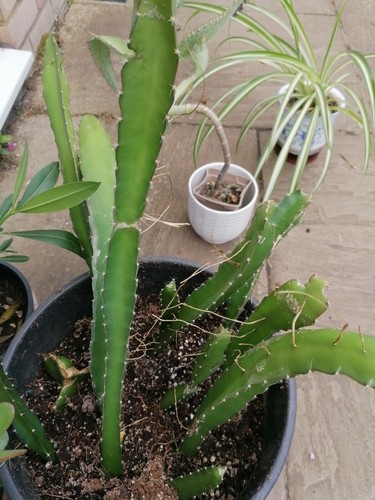 Hylocereus undatus rooted - 1,