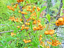 Pyracantha Yellow  Gold