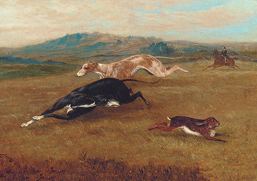 Greyhound dog greeting - greeting, card