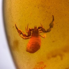 Pseudoscorpion burmese - in,