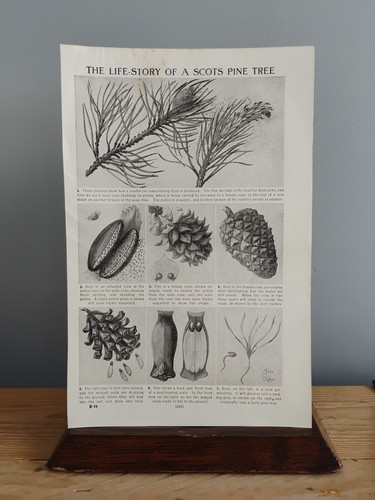 1930s illustrated botanical - 1930s,