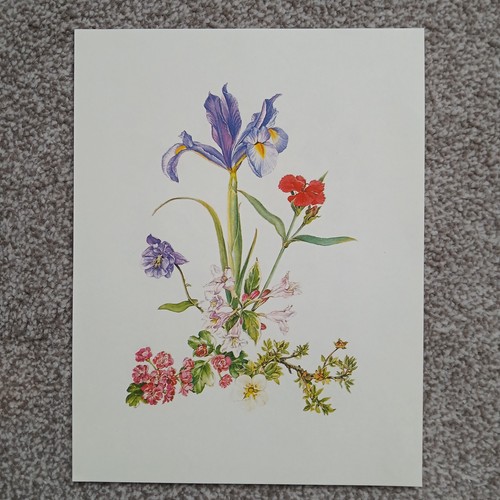 Iris carnation botanical - iris,