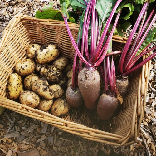 Beetroot vegetable multisown - vegetable, 6