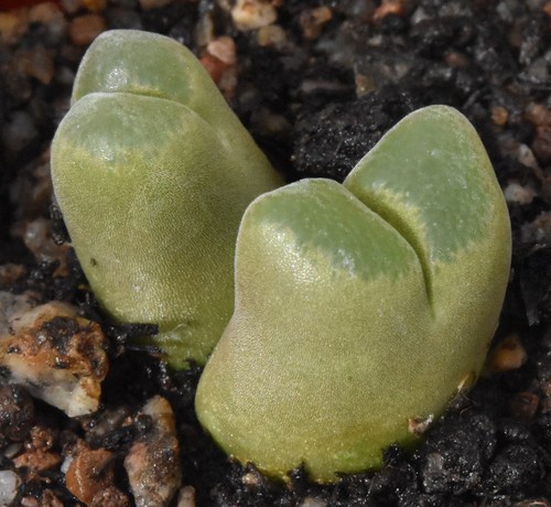 Conophytum longum 2145 mg - conophytum, sb