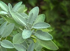 Fresh Sage Plant (Salvia