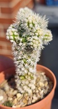 Mammillaria Arizona Snowcap -