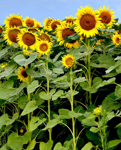 Sunflower plant seeds - plant,