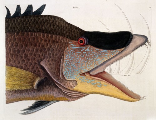 Great hog fish a4 - great, a3/a4