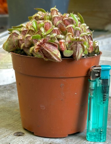 Cephalotus follicularis 10cm - cephalotus, follicularis,10cm